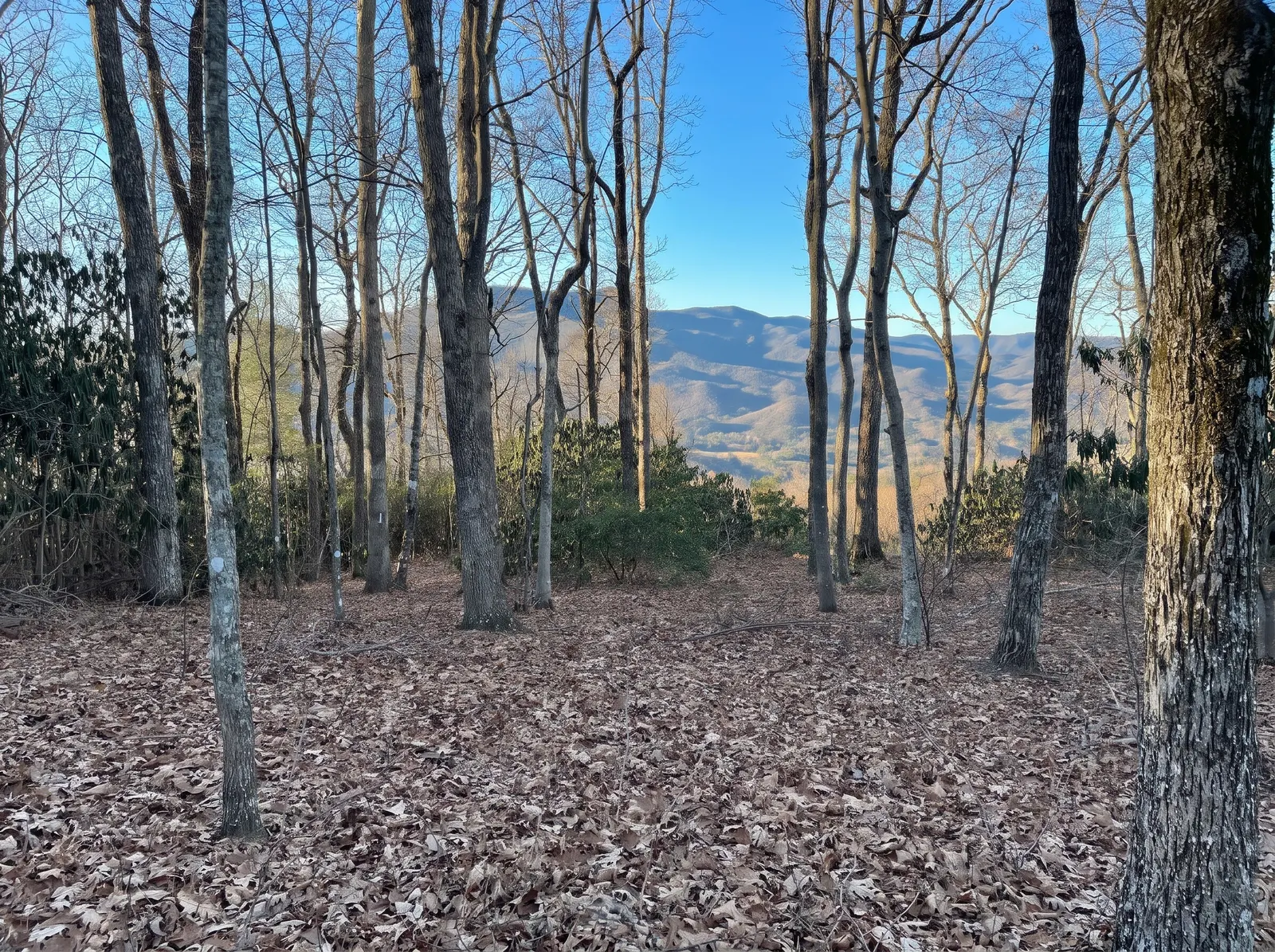 Concept rendering: the same view with some smaller trees removed, opening a window to the ridgelines