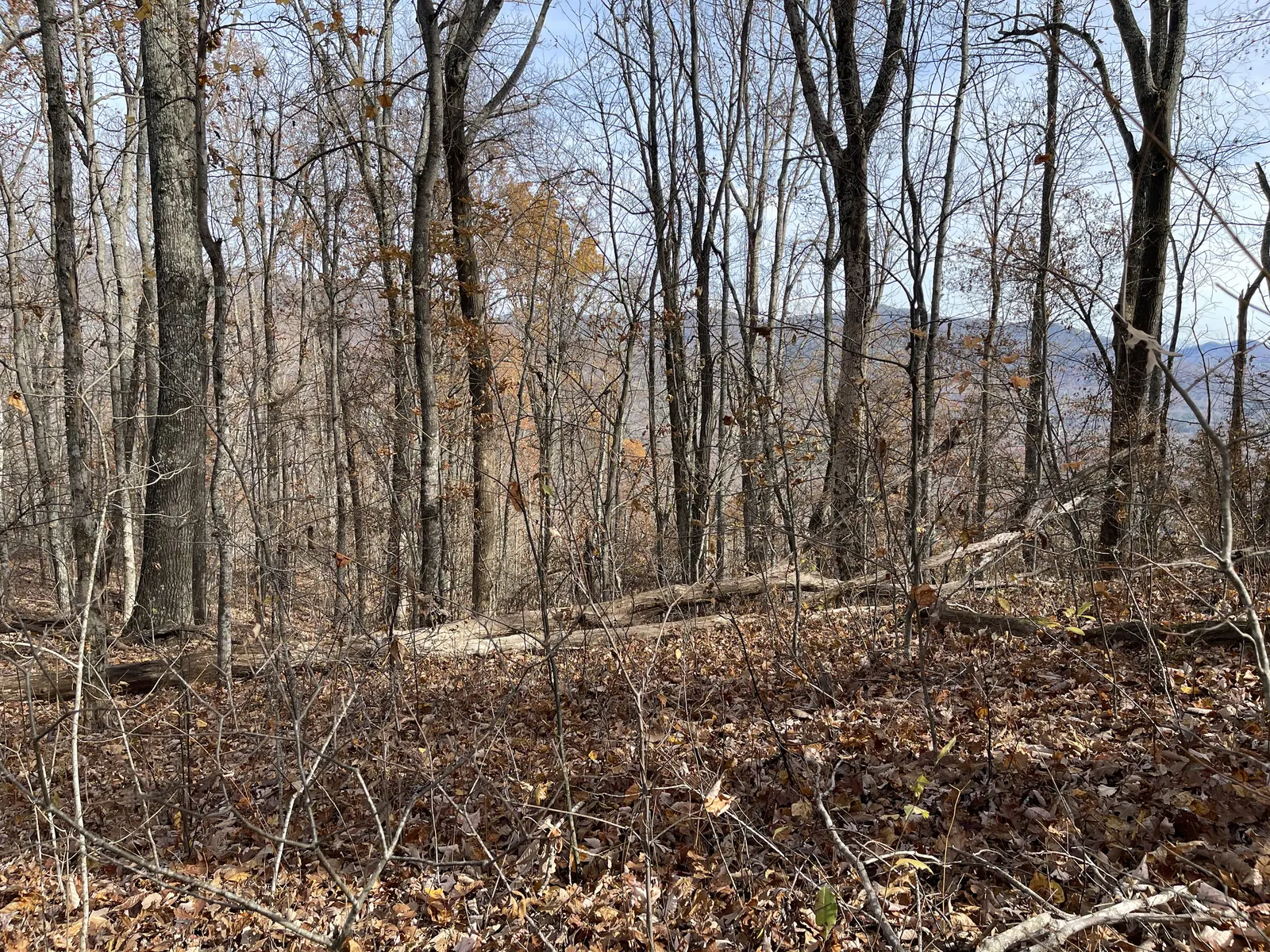 Woods with distant ridges, late autumn