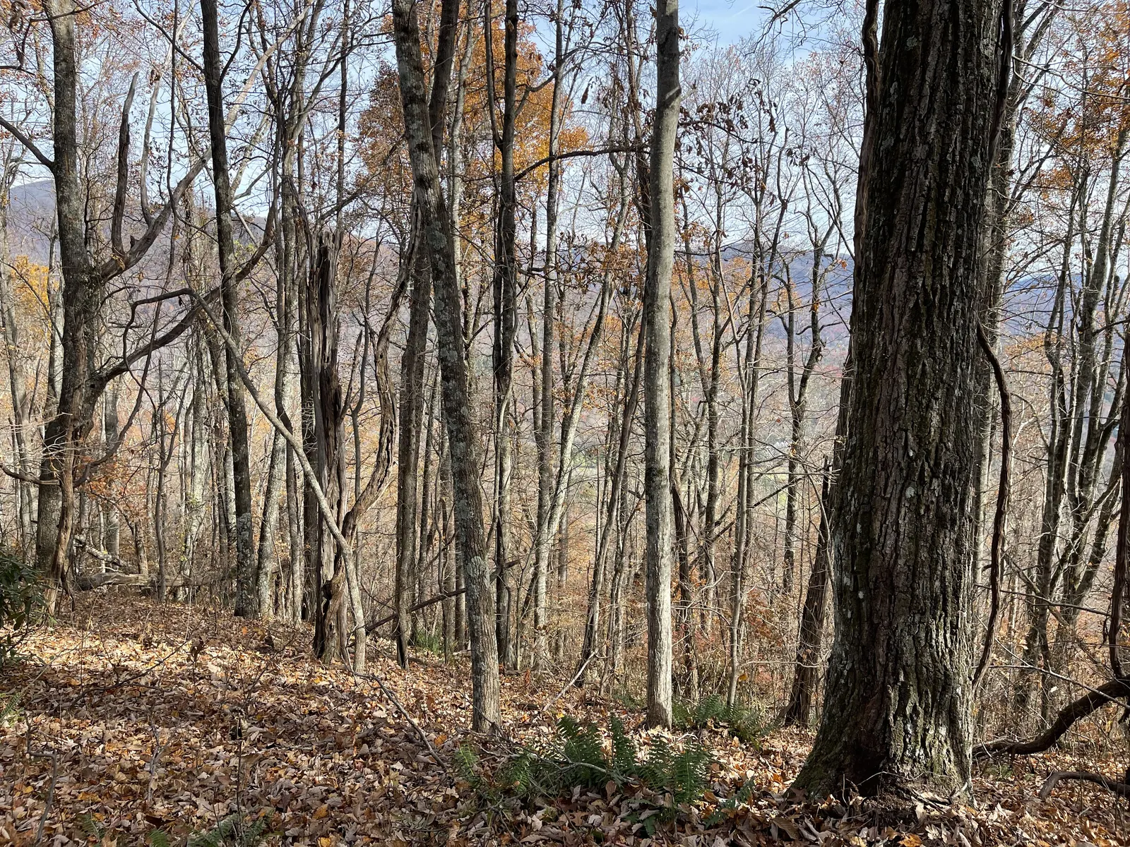 A large oak trunk with ridgelines behind