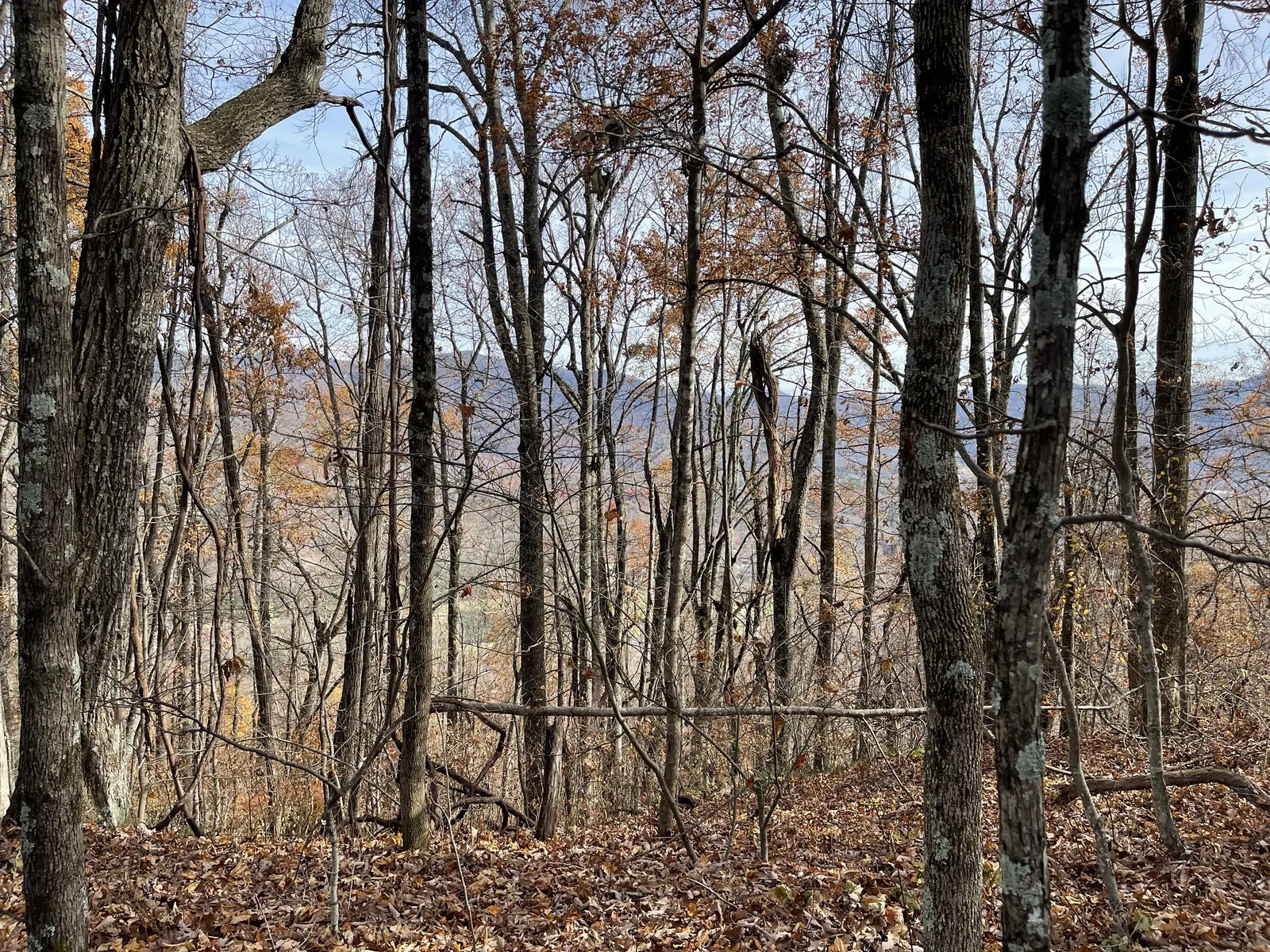 Bare trees with blue ridges on the horizon