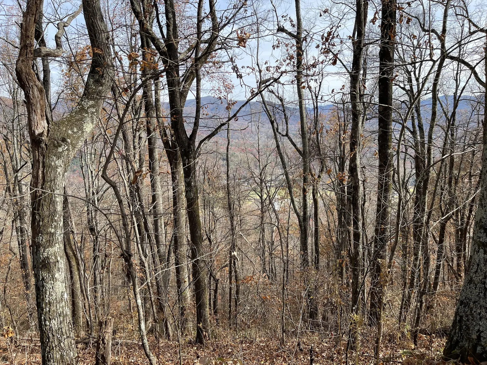 Bare trees with the valley floor visible below
