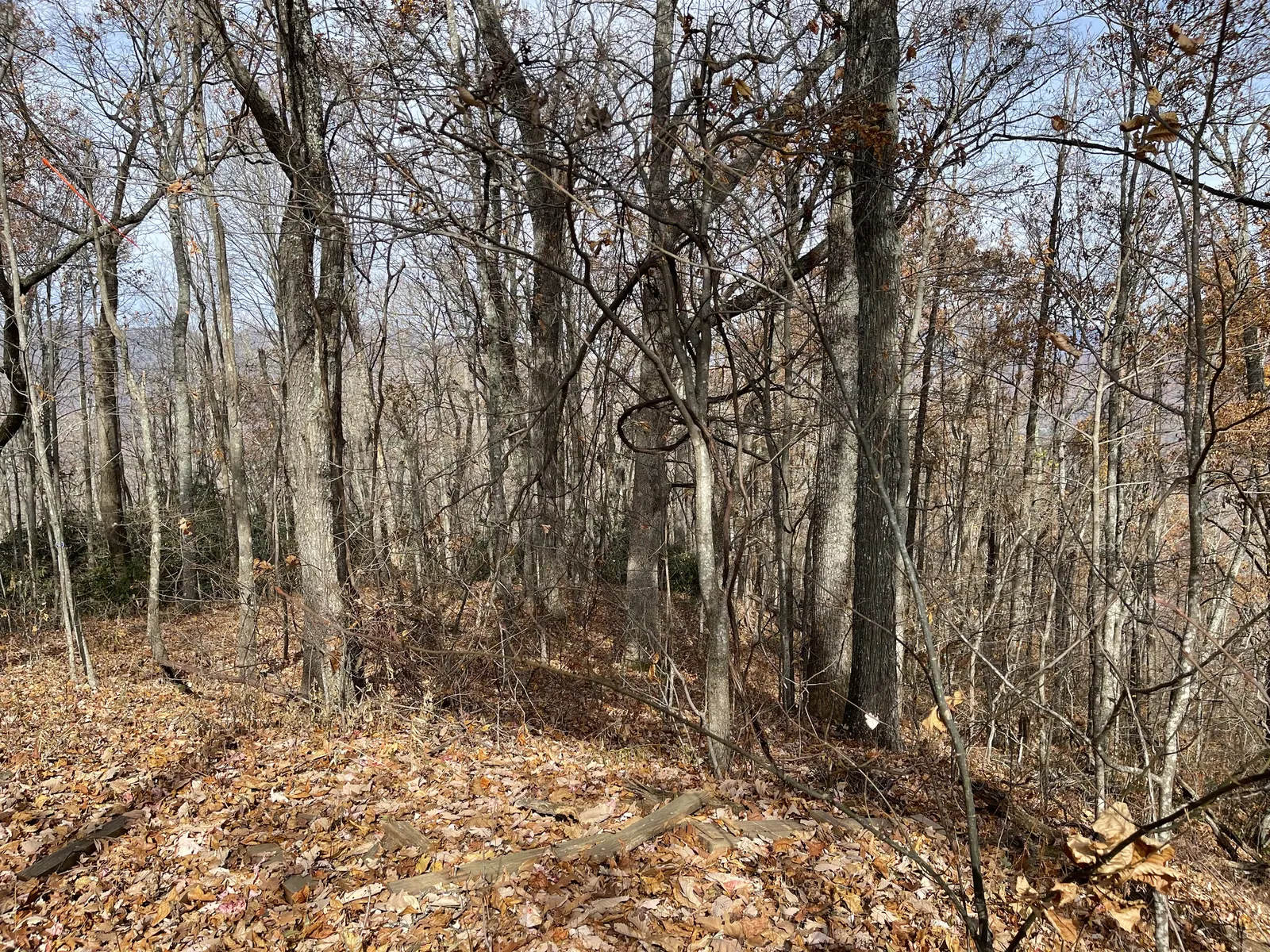 Sloping woods with ridgelines across the valley in late autumn