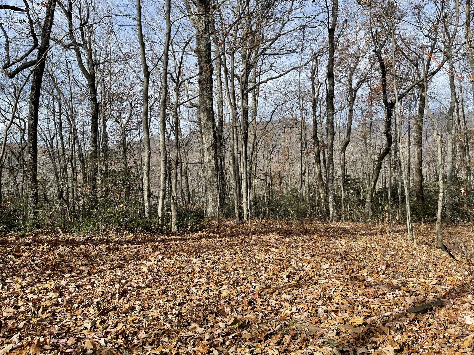 Open level woods covered in fallen leaves