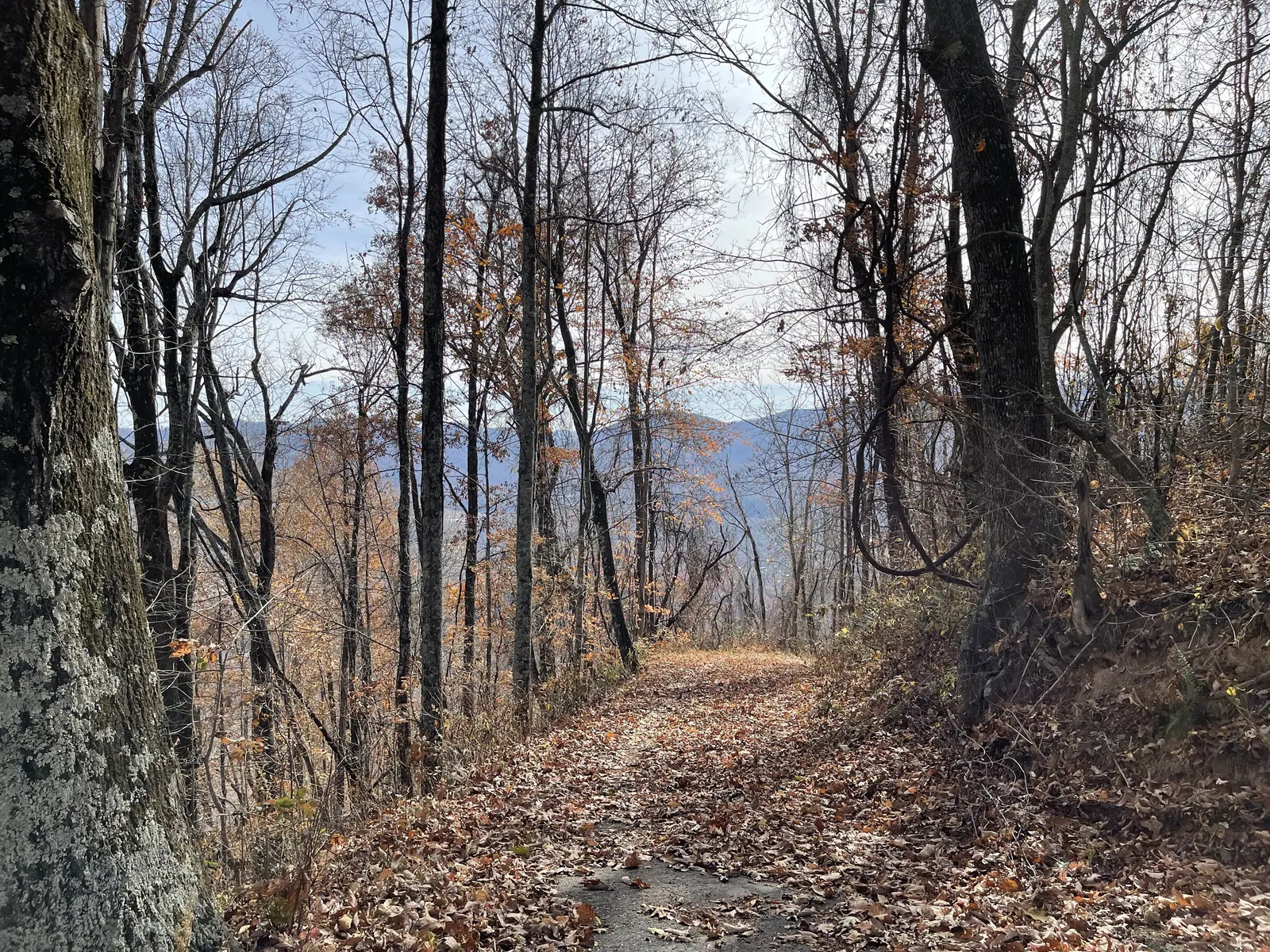 A path through oaks with mountains beyond
