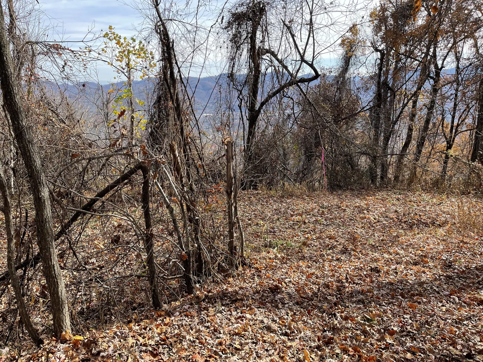 Low brush and trees with long-range mountain views