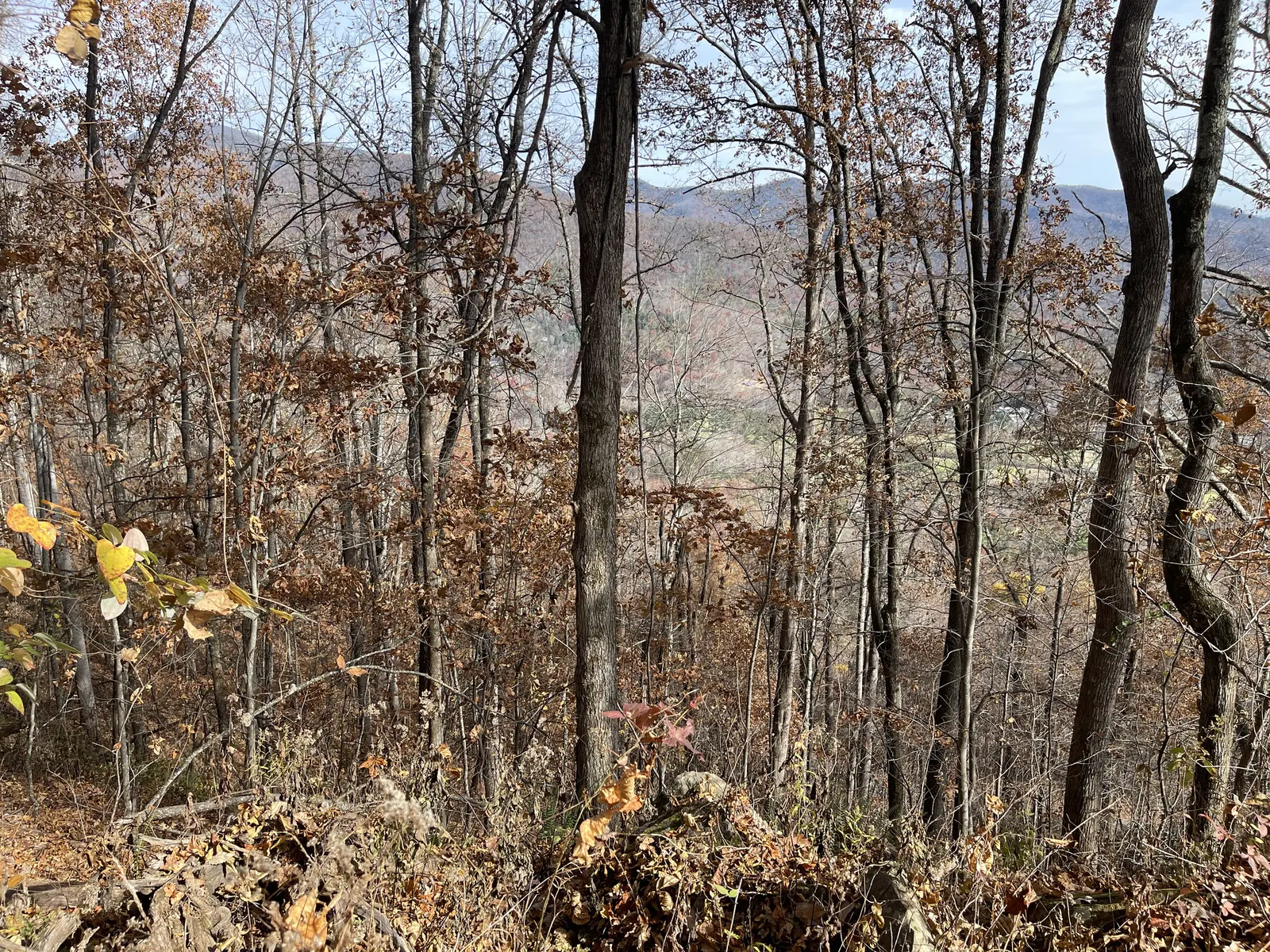 Ridgelines framed by trees with yellow leaves