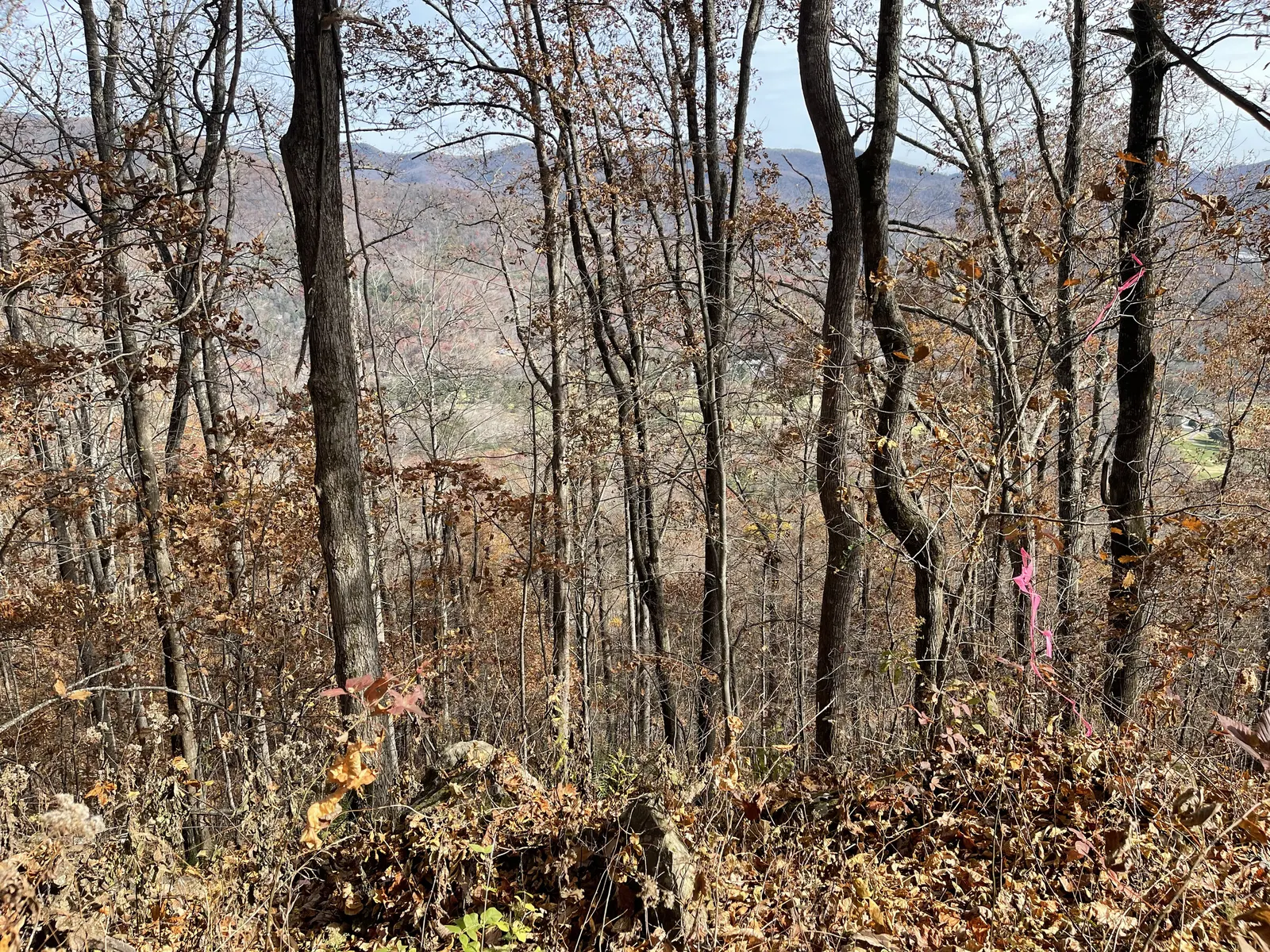 Looking down through trees toward the valley and town