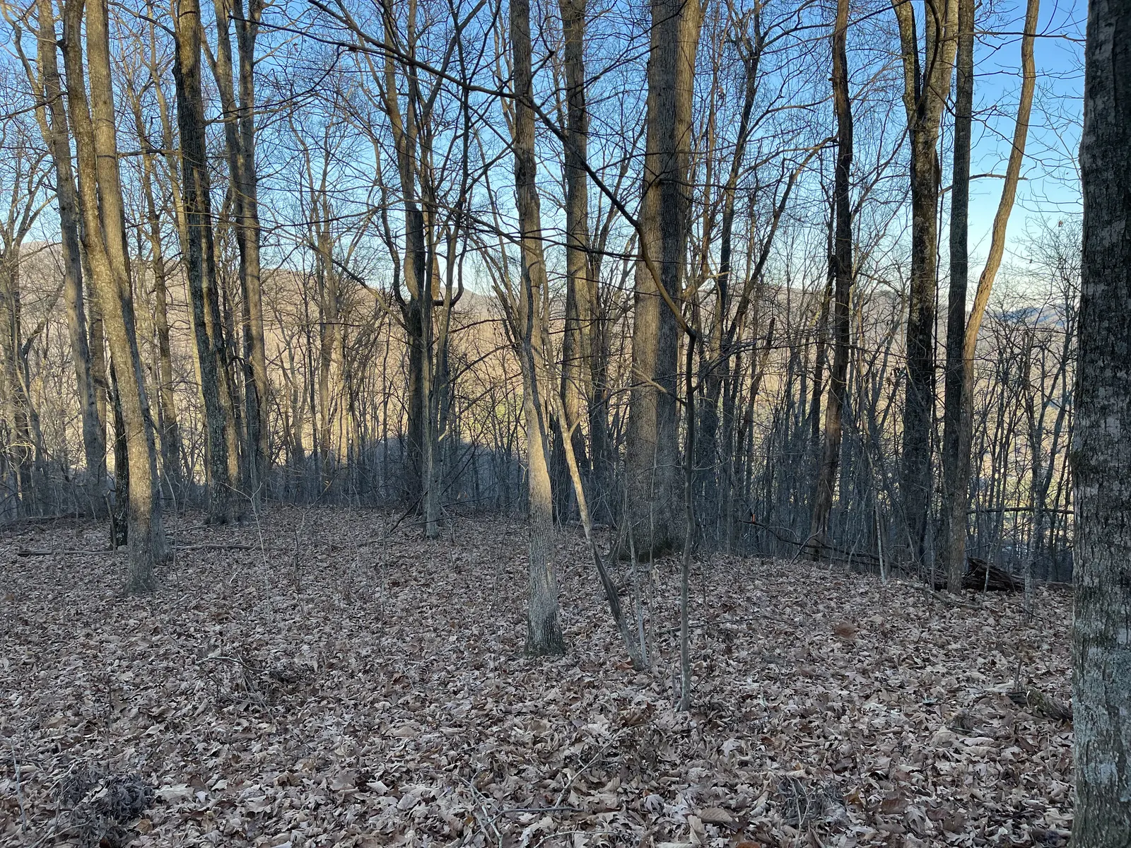 Distant ridgelines seen through the oaks in low sun