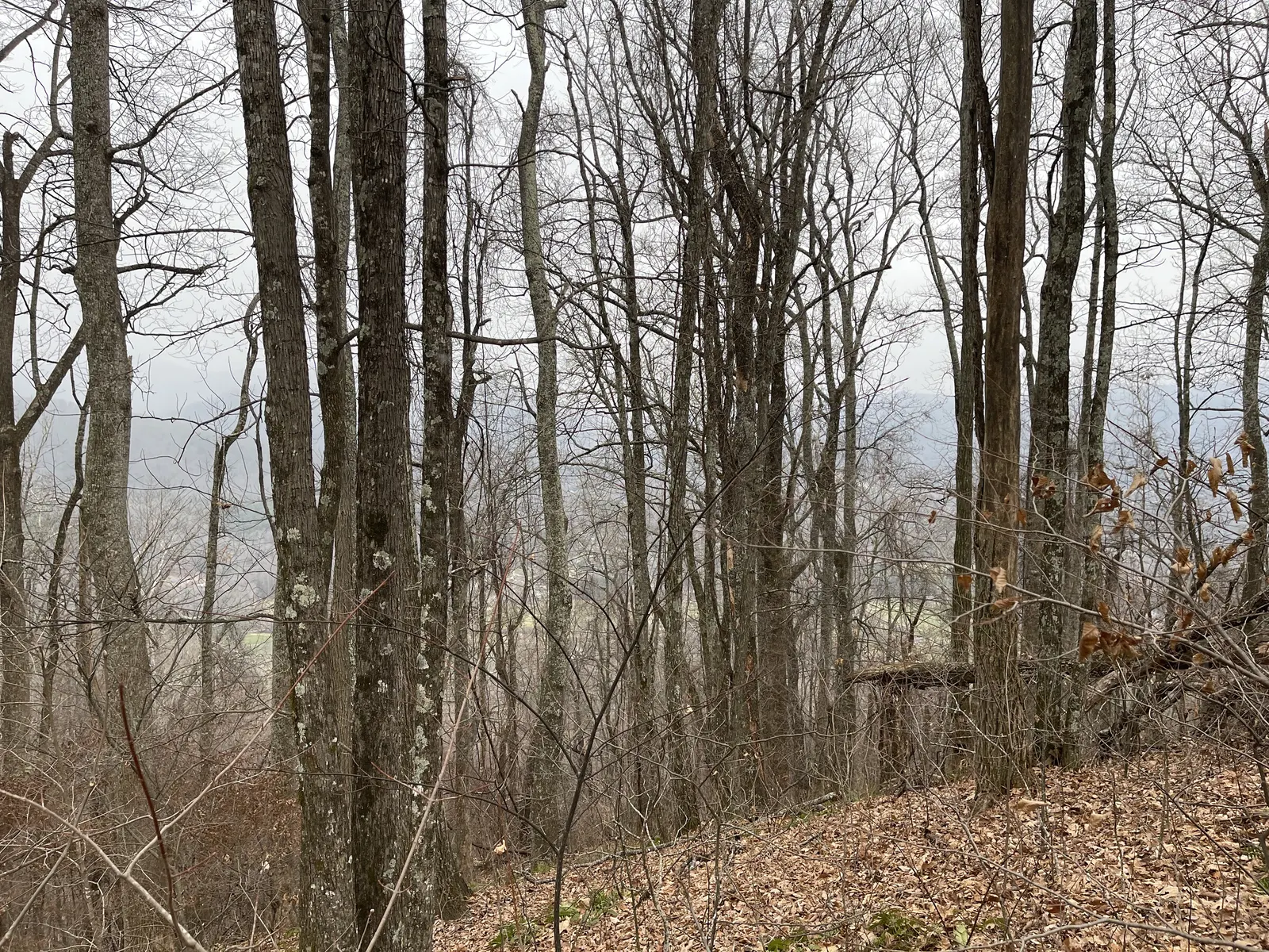 View through tall trees toward a misty valley