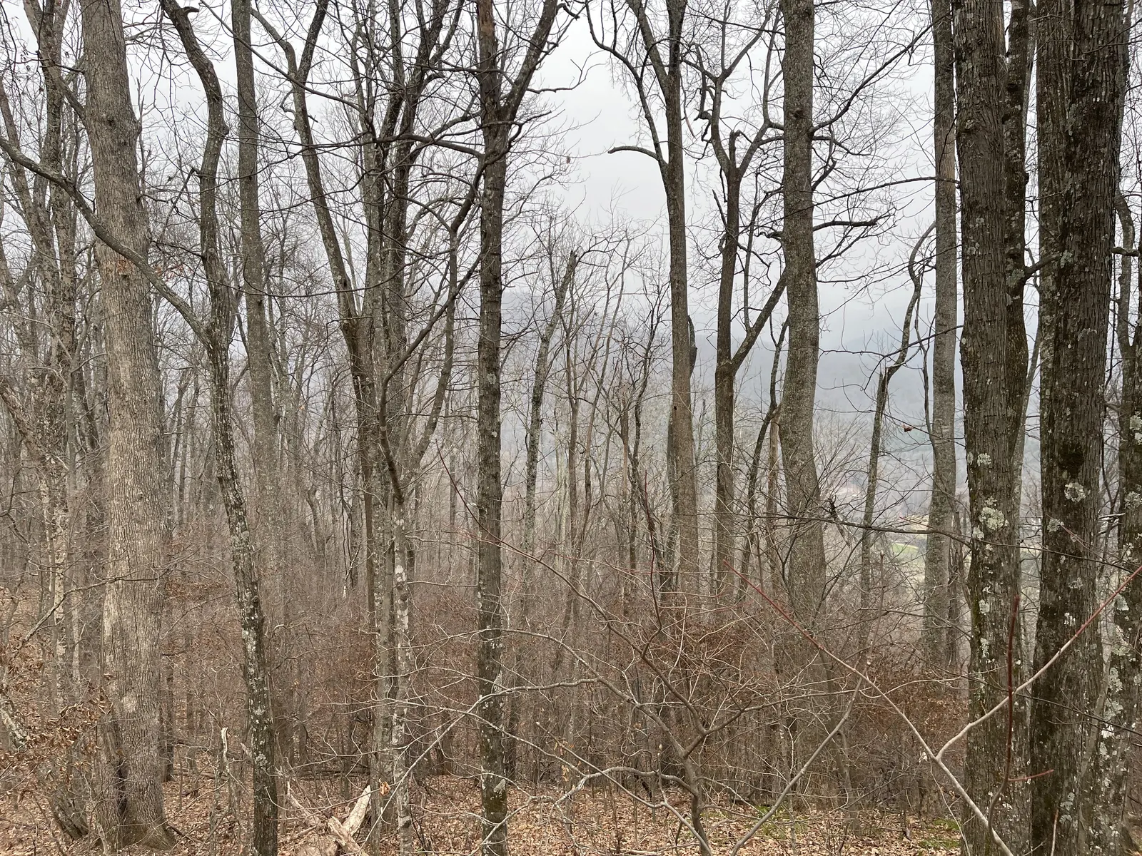 Tall bare trees on the summit on an overcast day