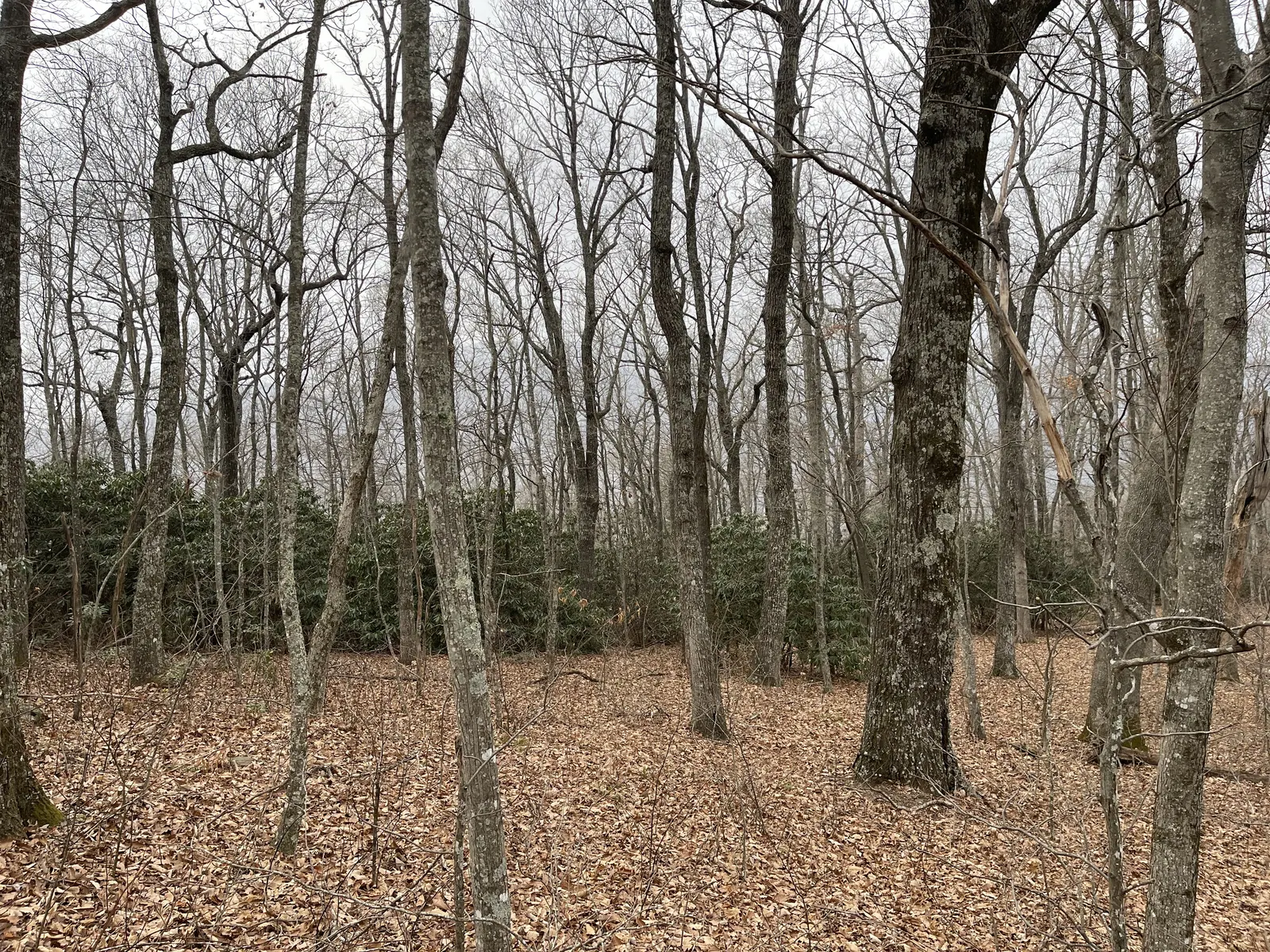 Flat wooded ground with a rhododendron thicket