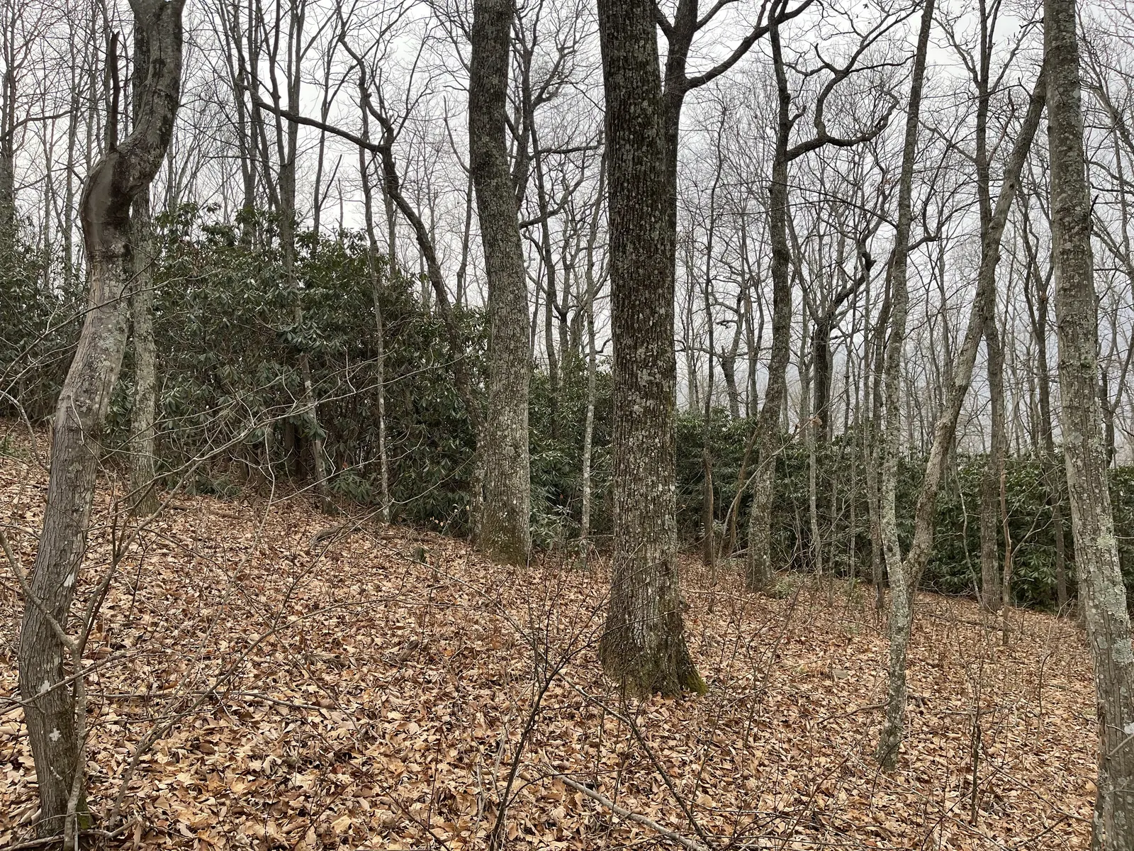 Rhododendron and oaks on a gentle slope