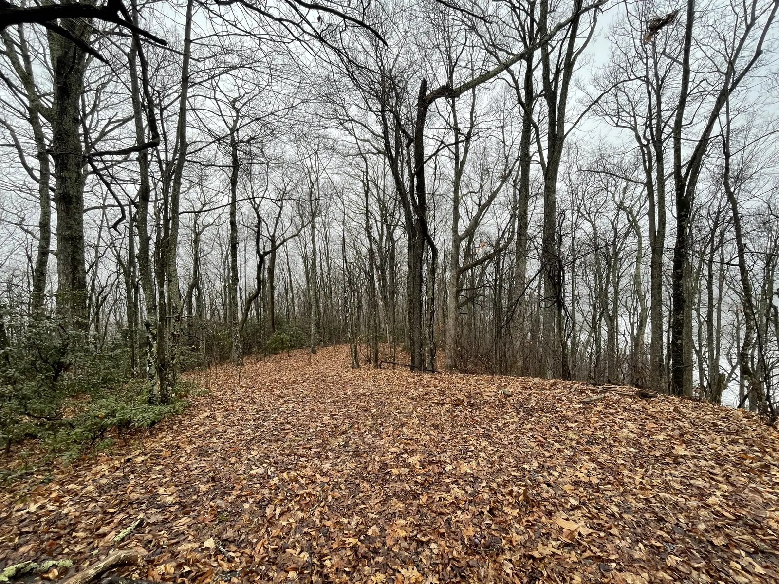 Leaf-covered level ground and bare trees on a grey day
