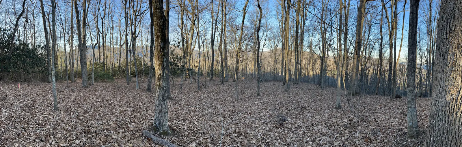 Panorama of the flat, oak-wooded summit in late-afternoon January light, ridgelines visible through bare trees